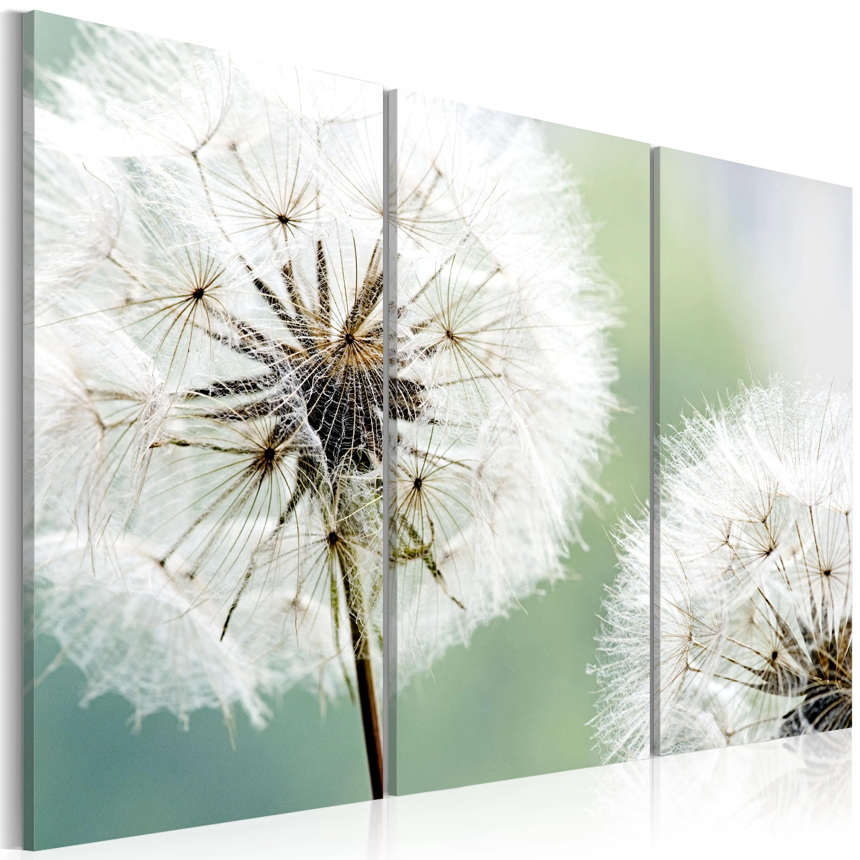 Billede Fluffy Dandelions