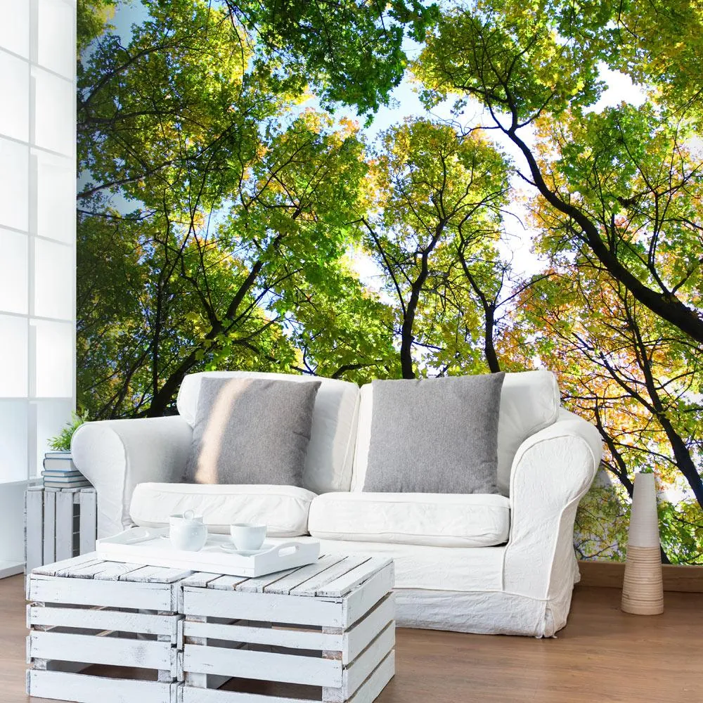 Fototapet Looking up at the trees